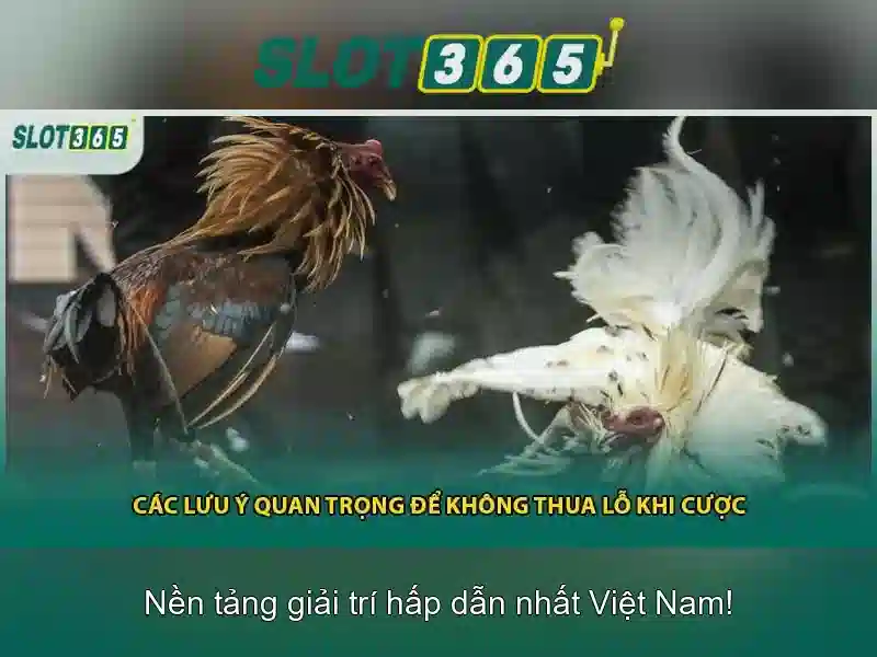 Slot365 là gì?