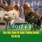 Slot365 – Tổng quan về nền tảng slot trực tuyến