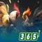 Slot365: Đánh giá và trải nghiệm